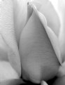 Picture Title - White rose...