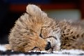 Picture Title - Cheetah Nap