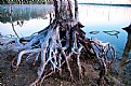 Picture Title - Tree Trunk