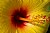 Hibiscus Macro