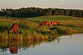 Picture Title - road to my lake