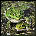 Picture Title - Mr & Mrs Frog