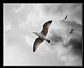 Picture Title - Soaring