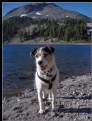 Picture Title - Opie Visits Lassen Volcanic Nat'l Park