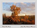 Picture Title - Smoke Tree Sunset