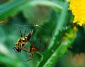 Picture Title - Spider Vs. Insekt