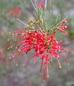 Picture Title - Grevillea Thelemanniana