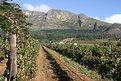 Picture Title - Constantia Valley