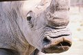 Picture Title - Bubba, the Southern Rhino