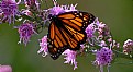 Picture Title - Monarch munching