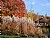Couleurs d'automne