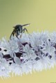 Picture Title - Wasp