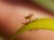 Bugs on a lilly plant II