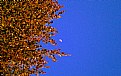 Picture Title - Contrast In The Sky