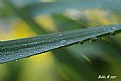 Picture Title - dewy