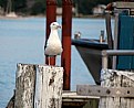 Picture Title - Gull