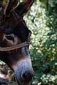 Picture Title - Donkey
