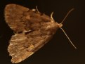 Picture Title - moth