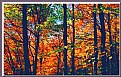 Picture Title - Colours of Autumn