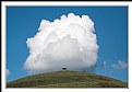 Picture Title - Cow on a Hill