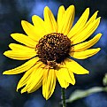 Picture Title - Sunflower Spider