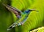Green Violet-Ear Hummingbird
