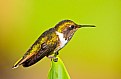 Picture Title - Female Scintillant Hummingbird