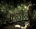 Picture Title - Japanese Garden 1