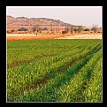 Picture Title - Green green fields of Life