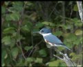 Picture Title - Belted Kingfisher