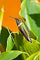 Picture Title - Female Volcano Hummingbird