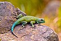 Picture Title - A Costa Rican Lizard