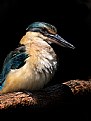 Picture Title - Blue Kingfisher