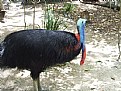 Picture Title - Cassowary