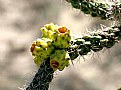 Picture Title - Cactus flower