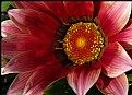 Picture Title - Gerbera  Macro