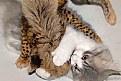 Picture Title - Smokey & Cheetah