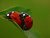 love ladybugs