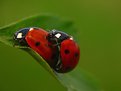 Picture Title - love ladybugs