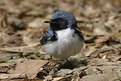 Picture Title - Black-Throated Blue Looking for Food