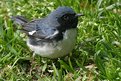 Picture Title - Handsome Black-Throated Blue