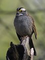 Picture Title - Handsome White-Throated Sparrow