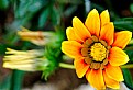 Picture Title - Tecpan Flower