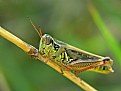 Picture Title - Grasshopper