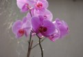 Picture Title - ORCHID