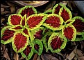 Picture Title - Coleus, Solenostemon scutellarioides 