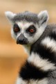 Picture Title - Ring tail lemur