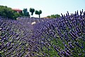 Picture Title - Quintessential Provence