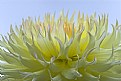 Picture Title - Cool Dahlia