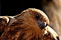 Picture Title - Hawk Owl